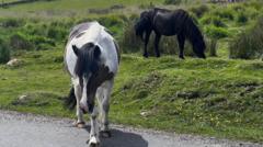 Debate Arises Over Future of Dartmoor Hill Ponies Amid Conservation Plan